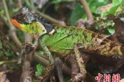 长兴云南南滚河保护区首次发现红唇棘蜥