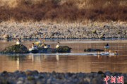 长兴歙县完成安徽首个县域生物多样性调查 共记录物种近4千种